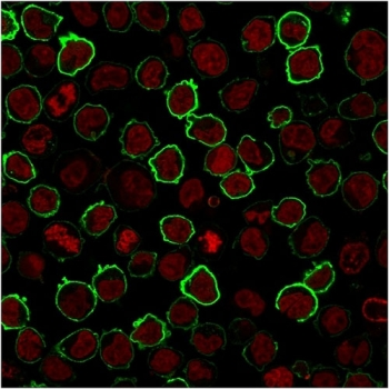 Recombinant CD43 Antibody