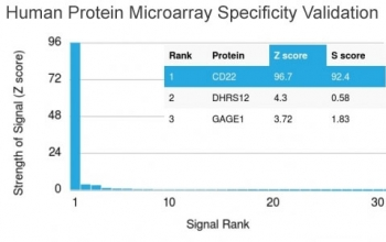 CD22 Antibody