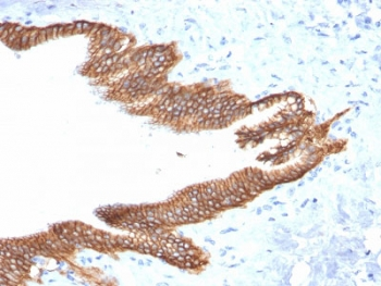 TROP2 Antibody / TACSTD2