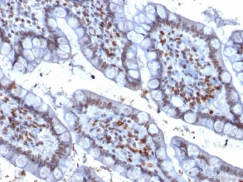 PU.1 Antibody / SPI1