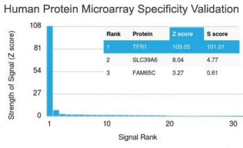 Transferrin Receptor Antibody / CD71 (Extracellular domain)