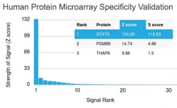 STAT6 Antibody