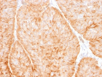 GLUT1 Antibody