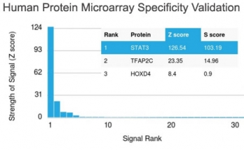 STAT3 Antibody