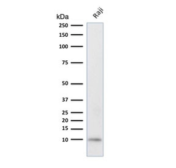 Ubiquitin Antibody