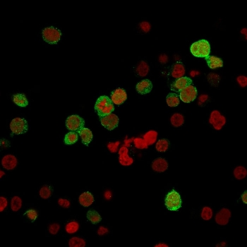 ZAP70 Antibody