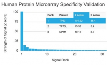 p63 Antibody