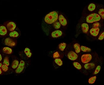 Neuregulin-1 Antibody / NRG1