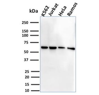 CD127 Antibody / IL7R