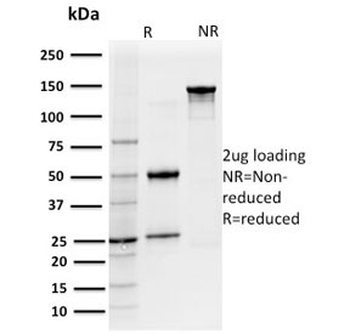 CD127 Antibody / IL7R