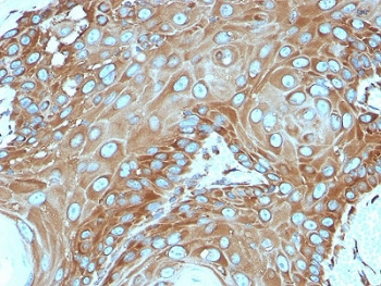 RPSA Antibody / 40S Ribosomal protein SA / Laminin Receptor 1