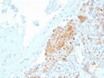 Calbindin 2 Antibody / CALB2 / Calretinin