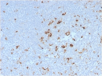 Recombinant CD68 Antibody