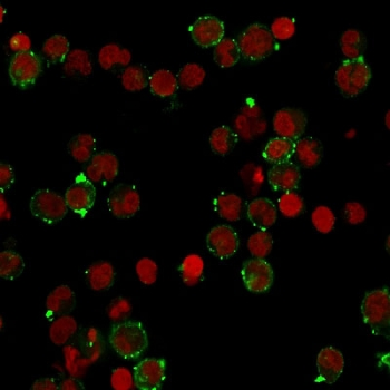 Recombinant HLA-DQ Antibody (MHC II)