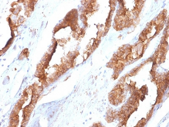 HSP27 Antibody
