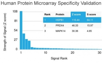 HSP27 Antibody