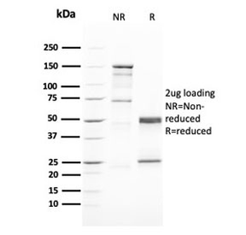 GATA3 Antibody