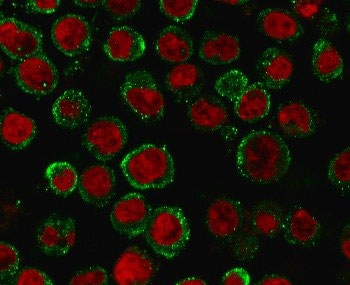 CD137 Antibody / 4-1BB / TNFRSF9