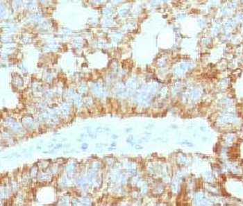 ICOS Ligand Antibody / ICOS-L / B7RP-1