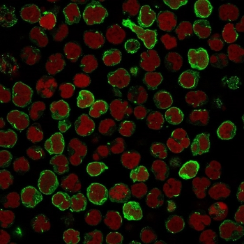 OX40 Antibody / CD134 / TNFRSF4