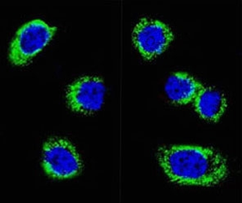PD-L2 Antibody