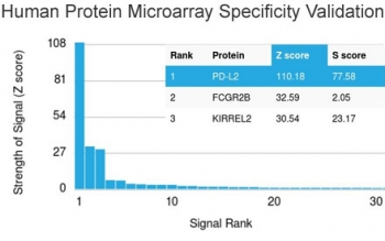 PD-L2 Antibody