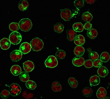 Pan-HLA Antibody (DP/DQ/DR)