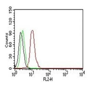 Cyclin D1 Antibody PE Conjugate