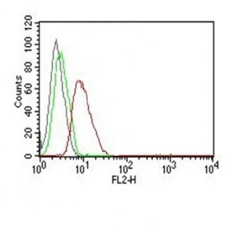 Cyclin D1 Antibody PE Conjugate