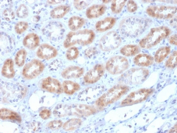 Renalase Antibody