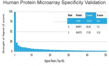 CD80 Antibody
