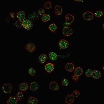 RORC Antibody / ROR gamma