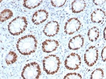 MCM6 Antibody