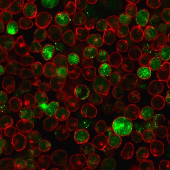 MSH2 Antibody