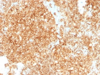 CD45 Antibody Cocktail