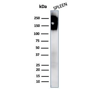 CD45 Antibody Cocktail