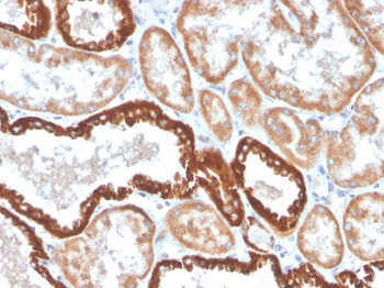Recombinant CD137 Antibody / 4-1BB / TNFRSF9