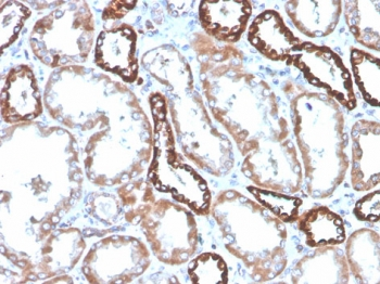 Recombinant CD137 Antibody / 4-1BB / TNFRSF9