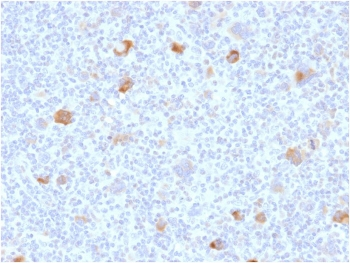 Bcl-X Antibody