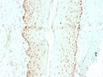 Recombinant SOX2 Antibody