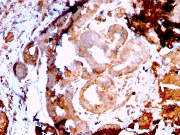 Recombinant GRP94 Antibody / HSP90B1
