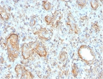 Complement 3d Antibody / C3d