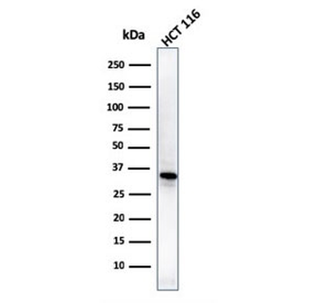 B7-H4 Antibody / VTCN1