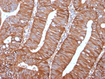 Calpastatin Antibody