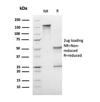 CD1a Antibody