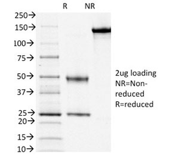 CD3e Antibody