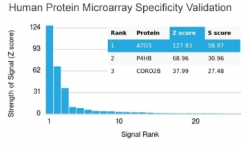Recombinant ATG5 Antibody