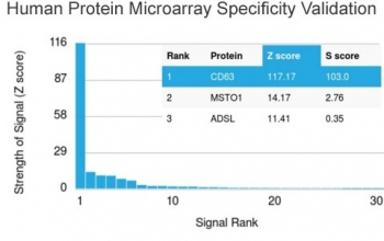 CD63 Antibody / LAMP-3