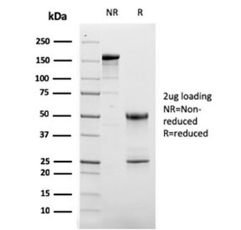 CD63 Antibody / LAMP-3