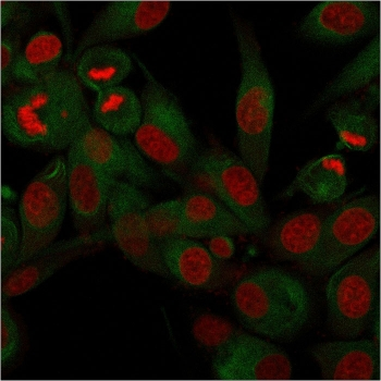 Recombinant CD68 Antibody